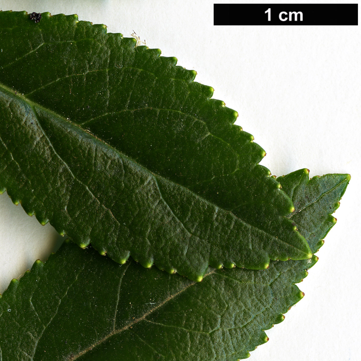 High resolution image: Family: Escalloniaceae - Genus: Escallonia - Taxon: rubra